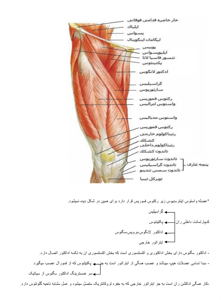 جزوه اناتومی تحتانی - یونیال